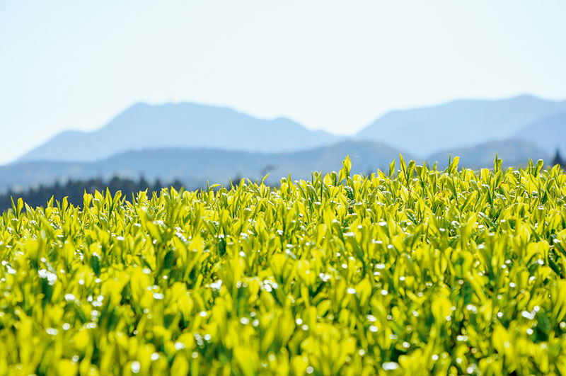 Die Keiko-Biofarm in Kagoshima. Foto: Markus Hastenpflug